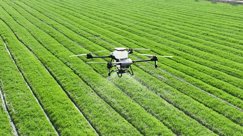 Drone spraying rows of green crops in a field